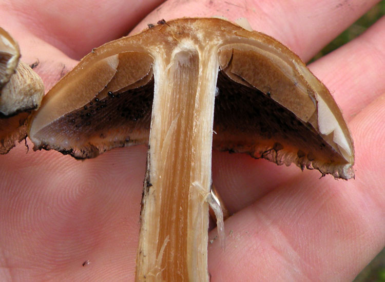 Dopo il Dal gambo quiz di Sirente...